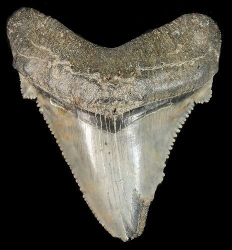 Fossil Angustidens Shark Tooth - Megalodon Ancestor #46844